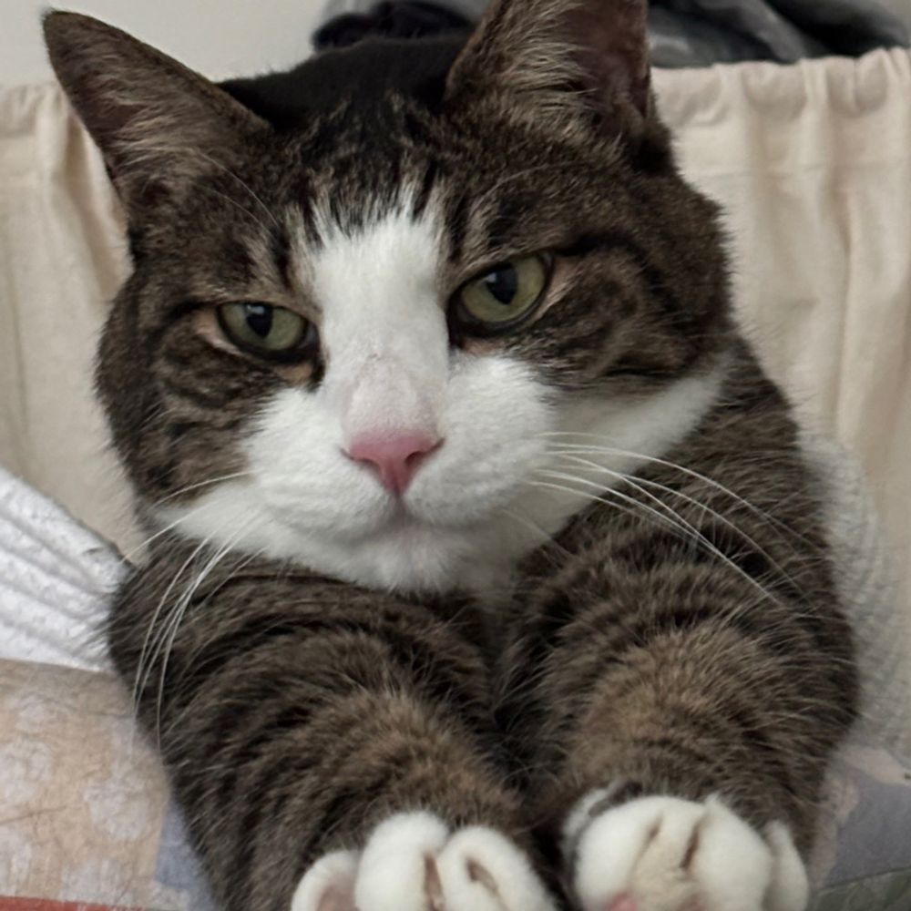 Wooda🐈_Dada🐈_The_Cat