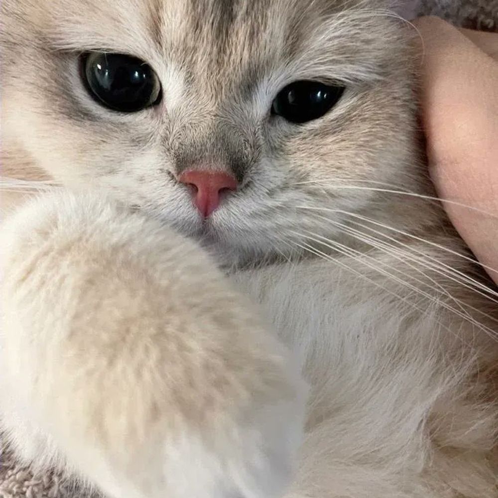 Why You Should Have Cat