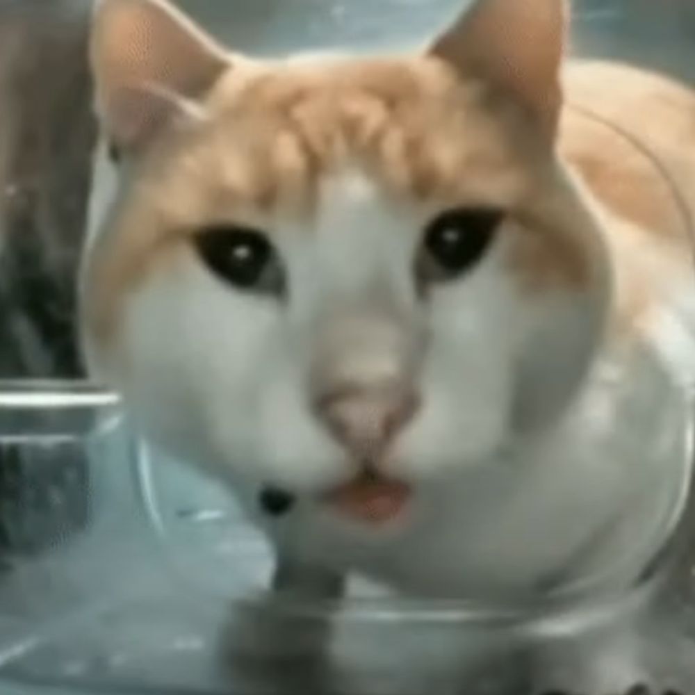 Ogmoe