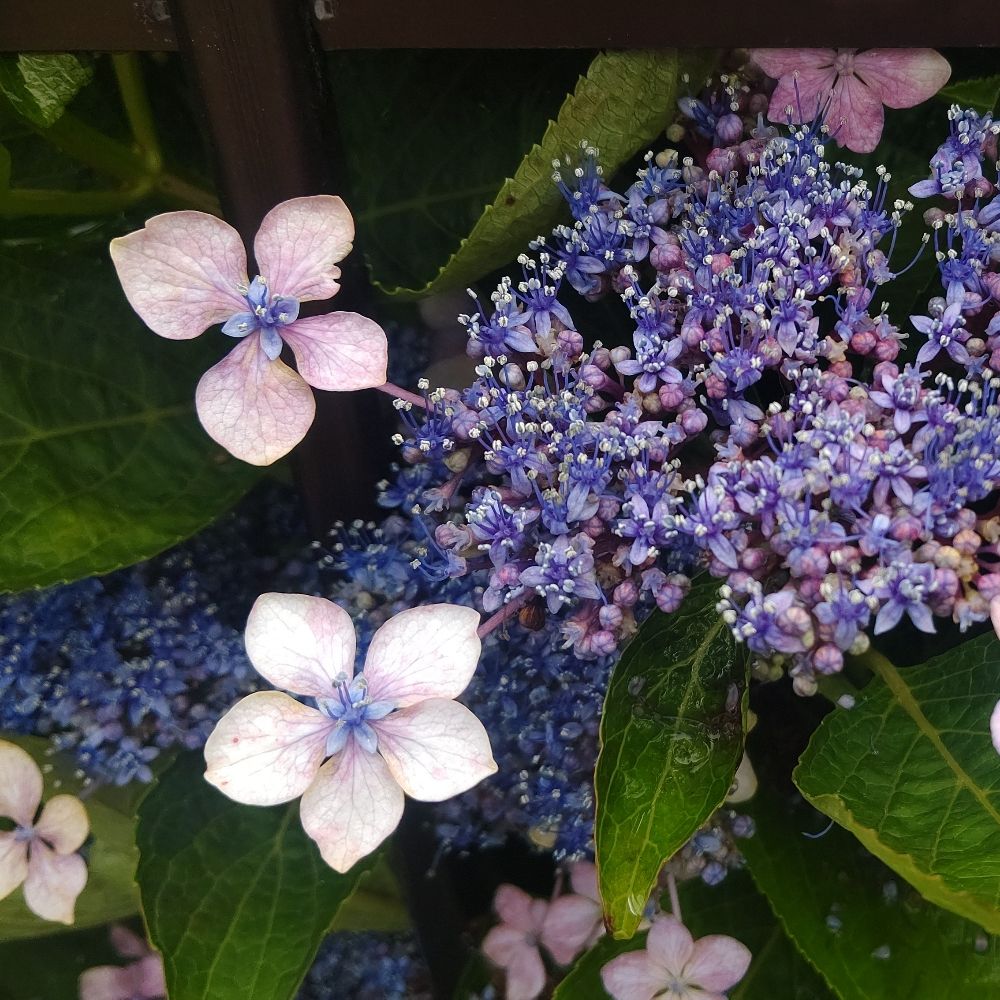 める