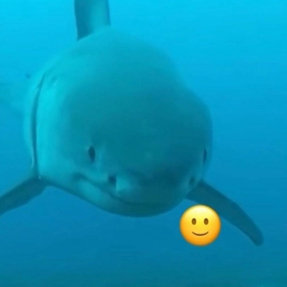 The Silliest Shark🦈