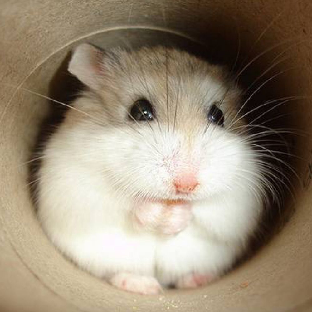 옹