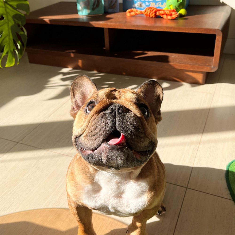 French Bulldog Lovers