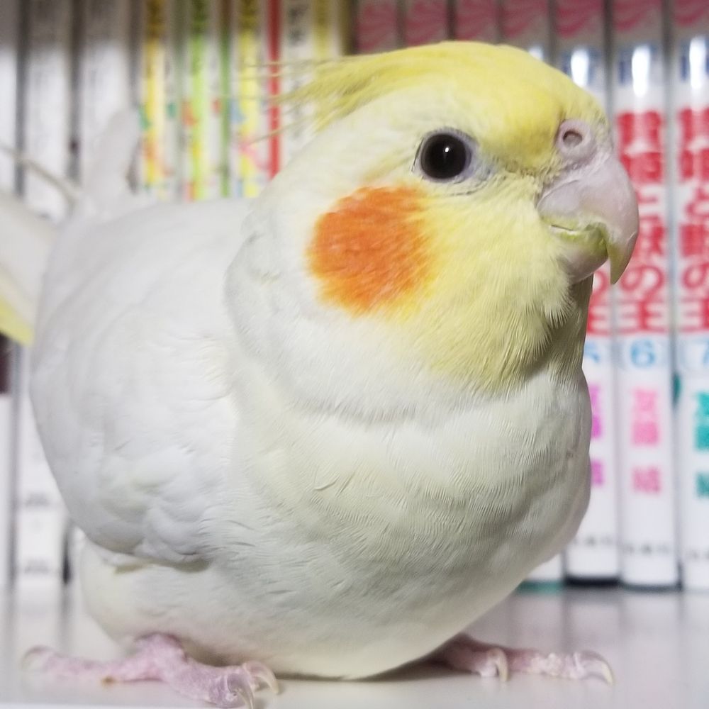 鳥好き・愛