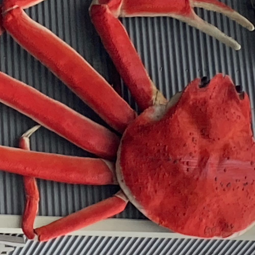 ヤス🦀も(yasutomo🦐)