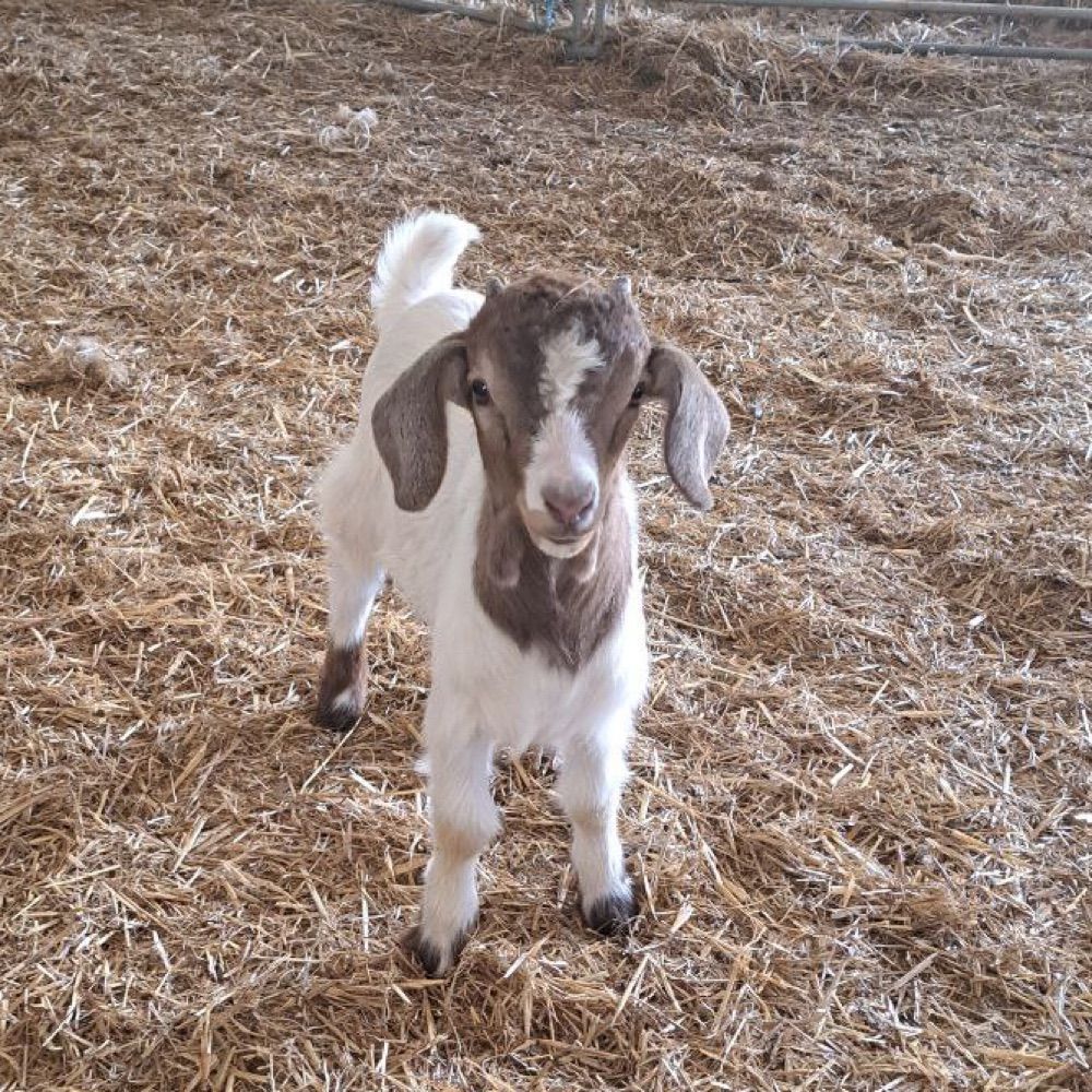 an (mini goat version)