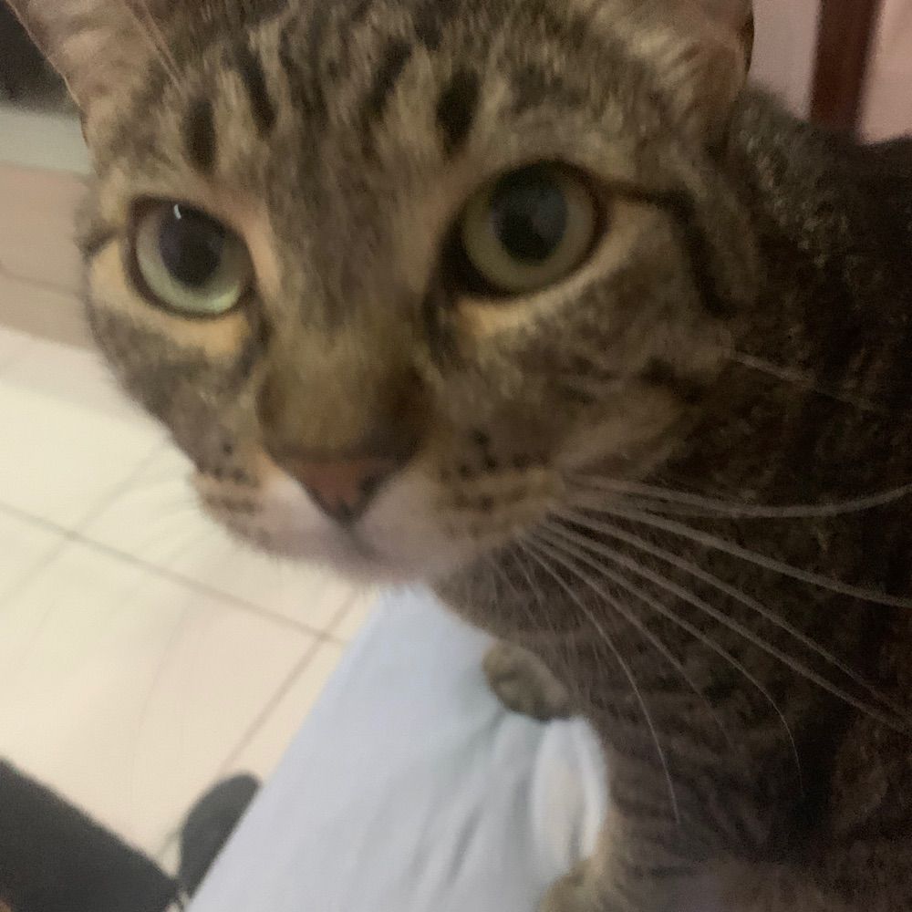 kattz