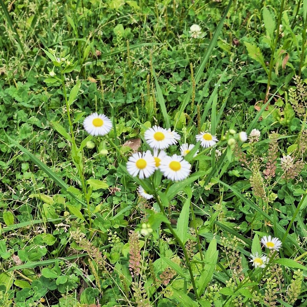 a.