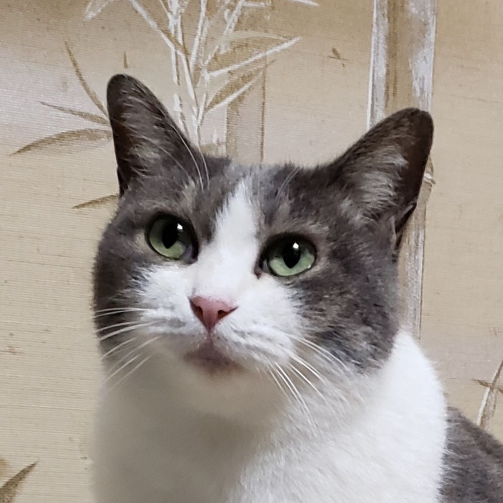 猫羽