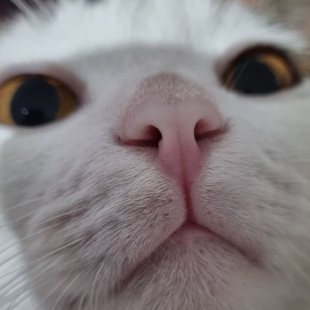 Freya