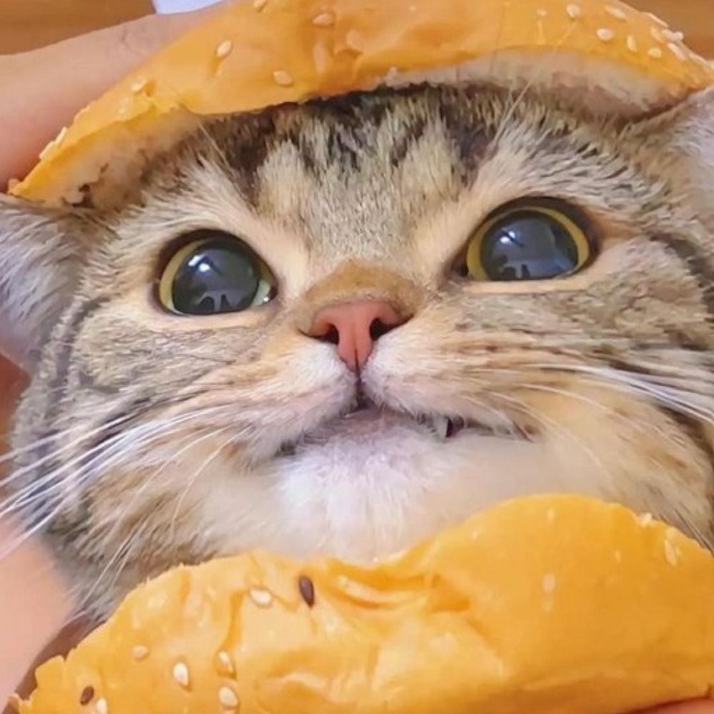 Cat 🌈