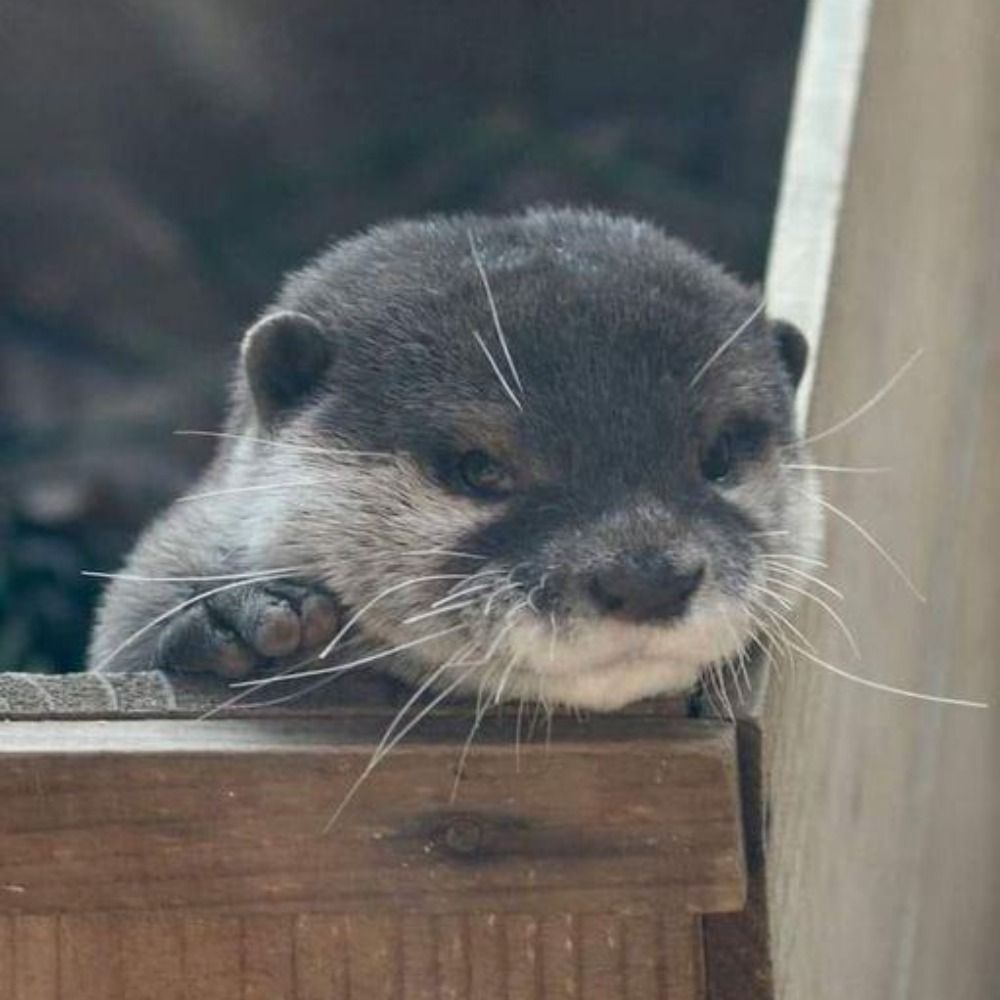 La Loutre Rôliste - Editeur Jeux de Rôle Libre et Indépendant