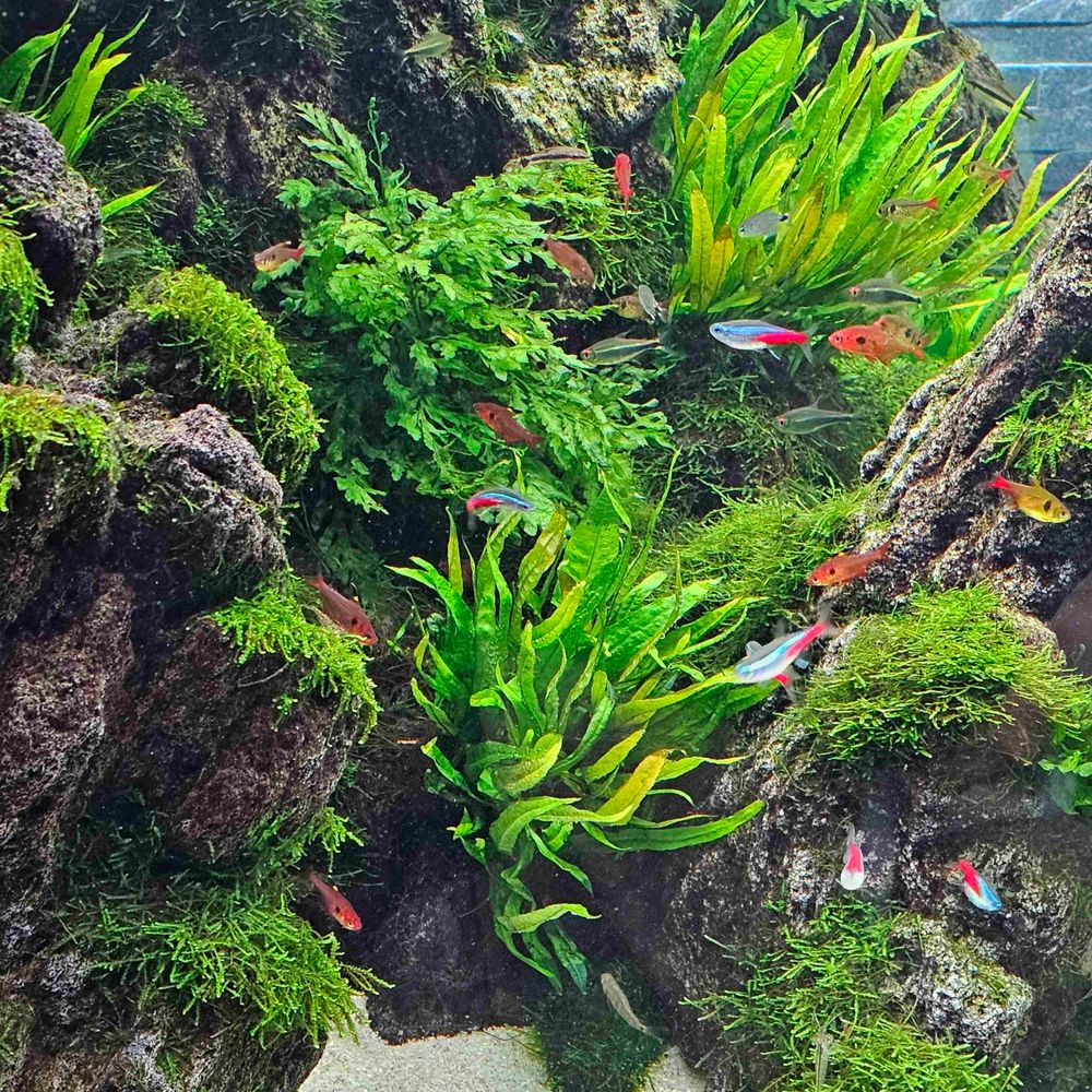 みー