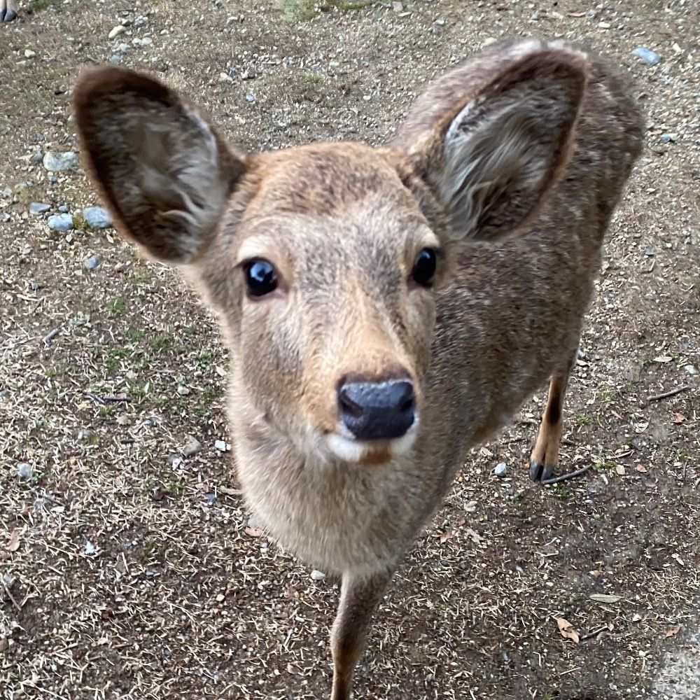 だん