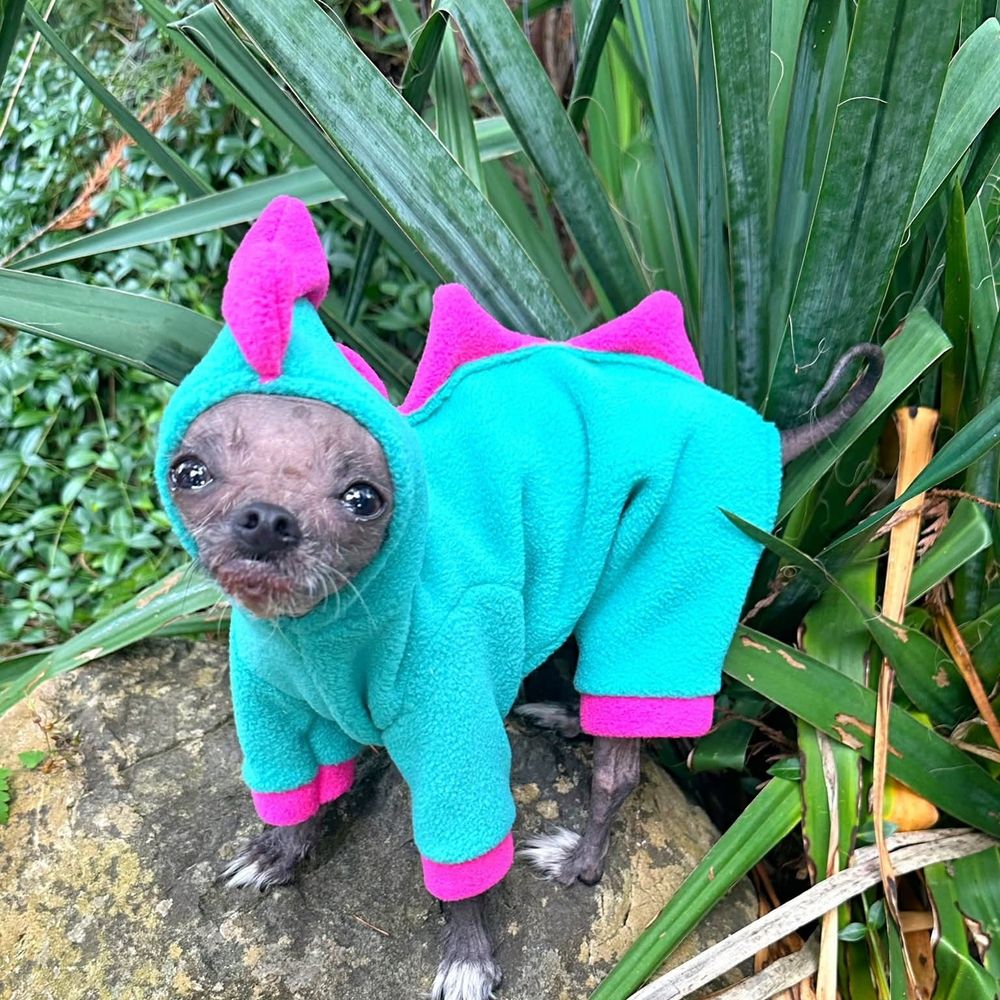 Júpiter bobonilde saruêzinhe palhacinhe cachorrinhe da Silva jr