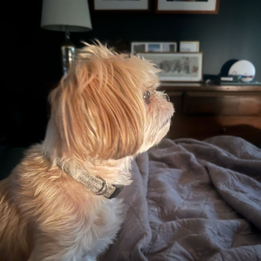 pizza blasted pringies for the room 