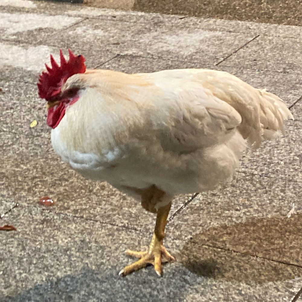 たくみしん