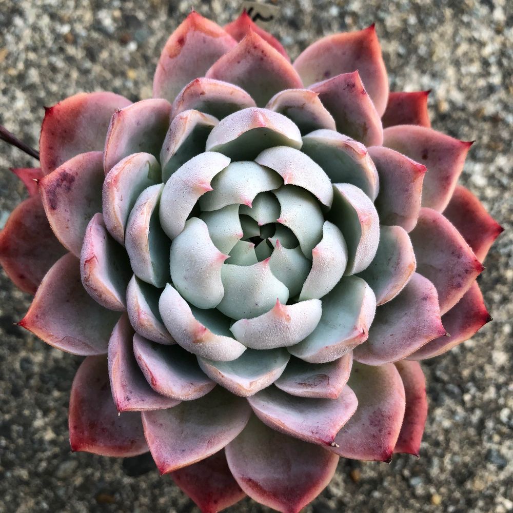 秋良