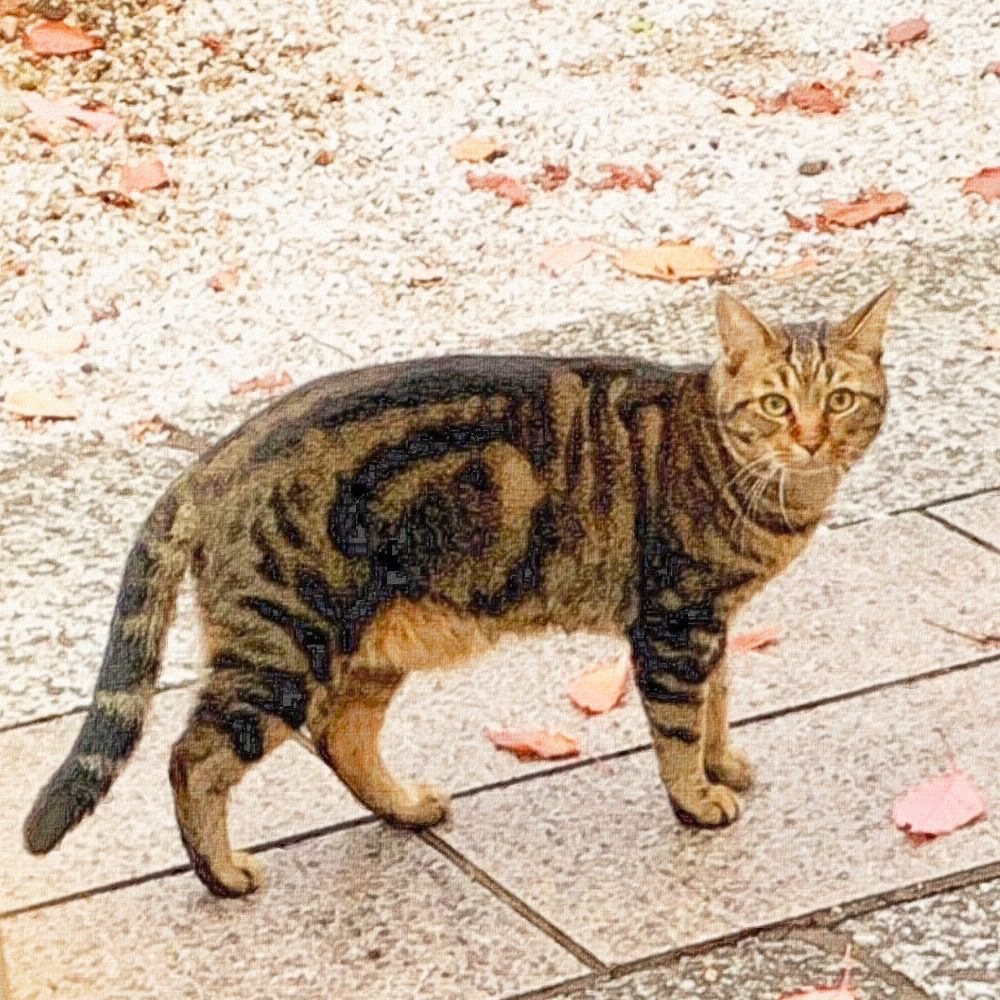 mikimarulog