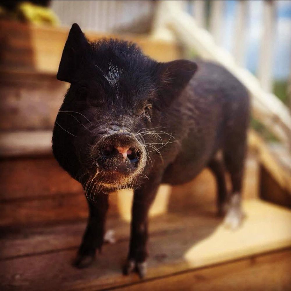 Cotton Branch Farm Sanctuary