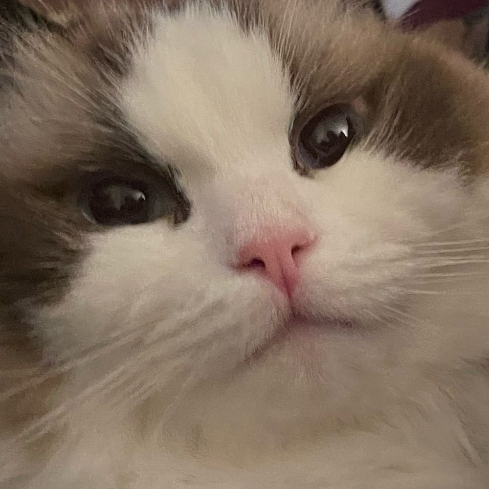 Chloe 🦷