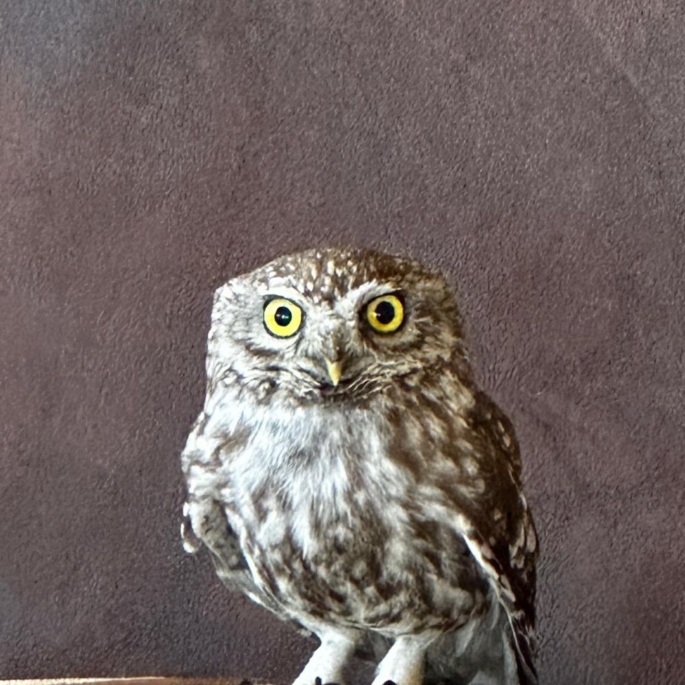Ozzie