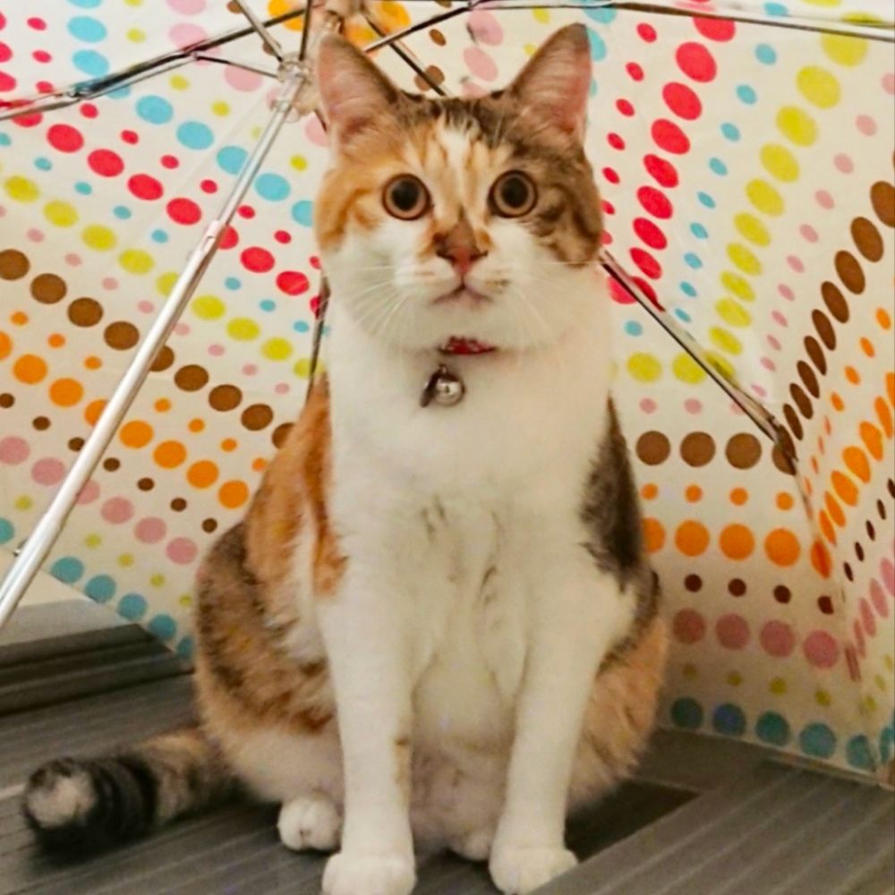 猫田猫八（ひまわり）