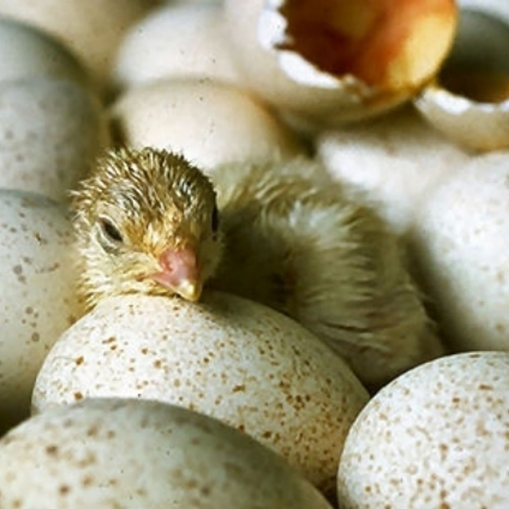 Chicken