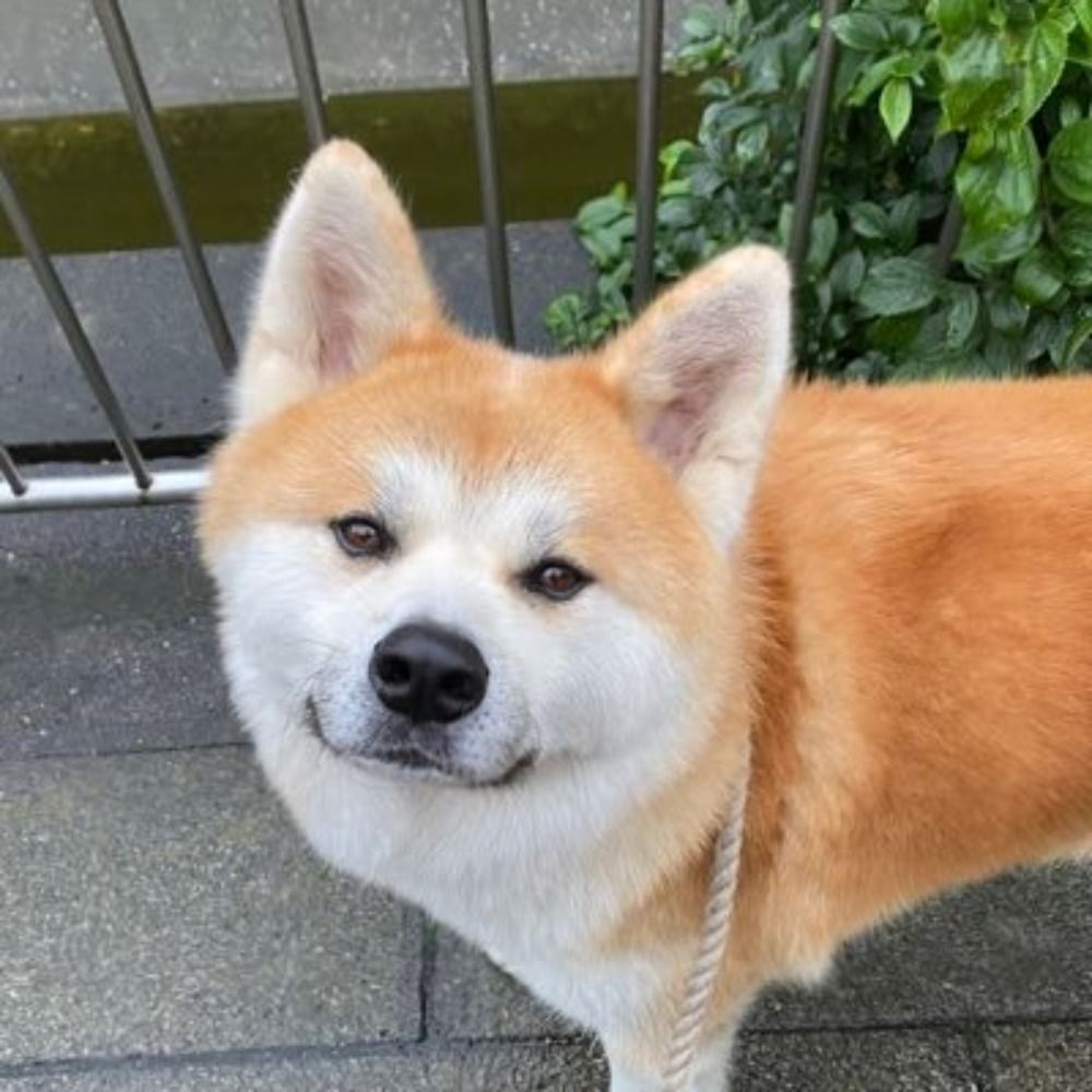 秋田犬飛龍