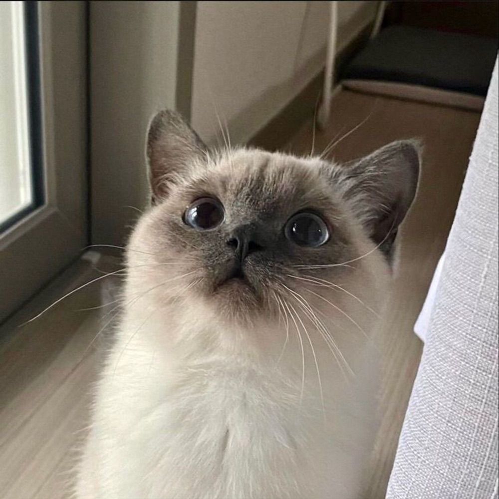 gato pão de forma⁷🥀