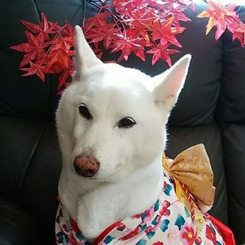 しゃも🐾