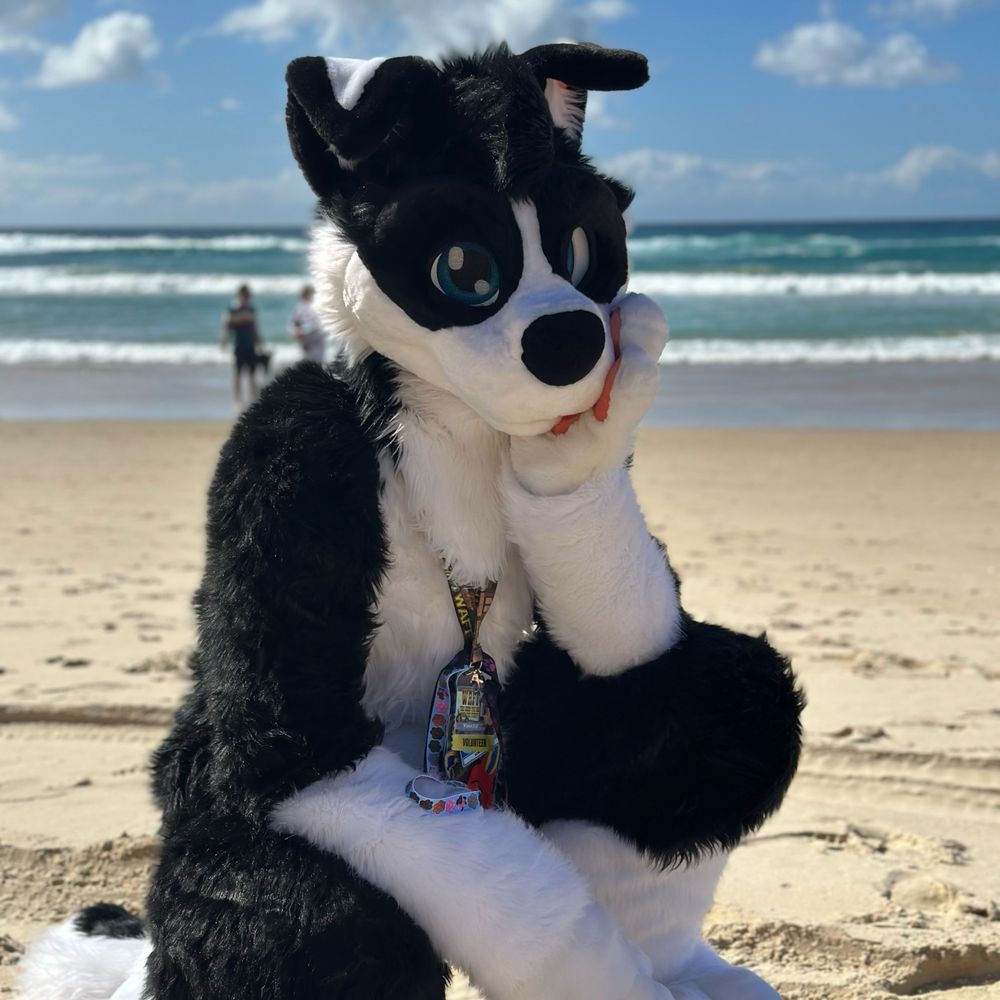 Dexter Collie 🔜 Furdu 24