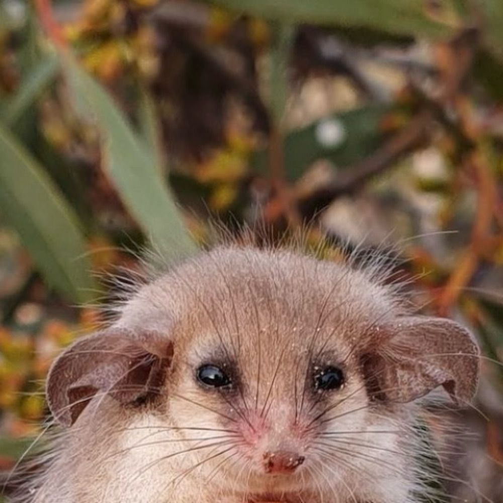 Nadingo