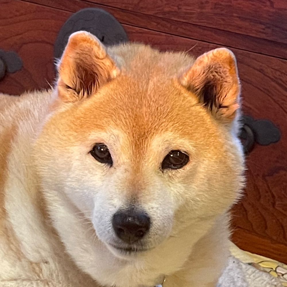 犬ガオ