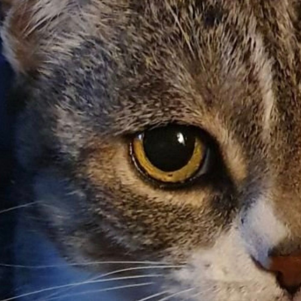 Mirtilla Mai Contenta
