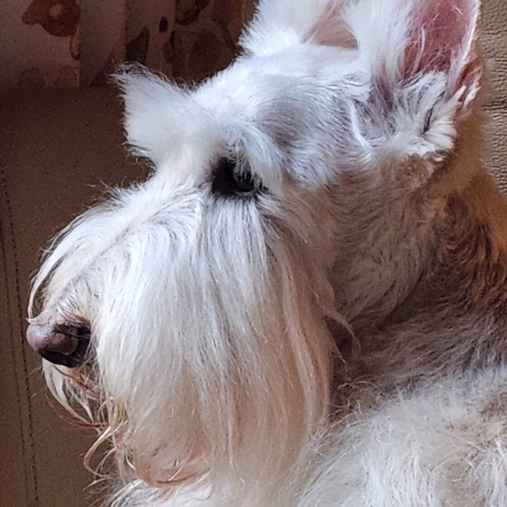 Poppy Doster