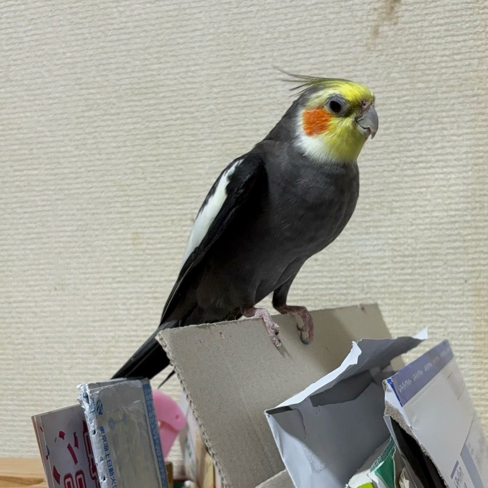 ナルトと愉快な仲間達
