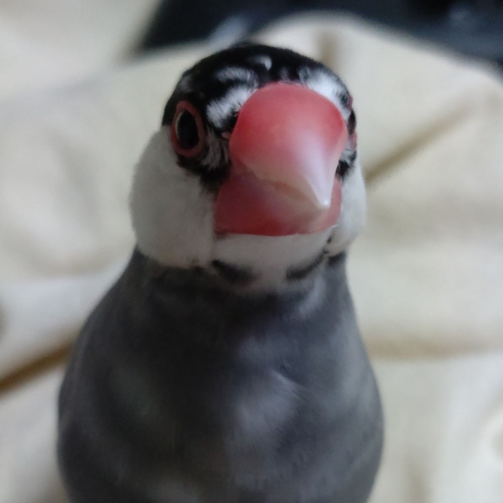 たんぽぴ