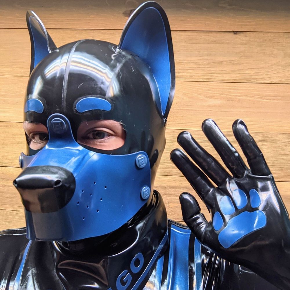 Pup Hugo