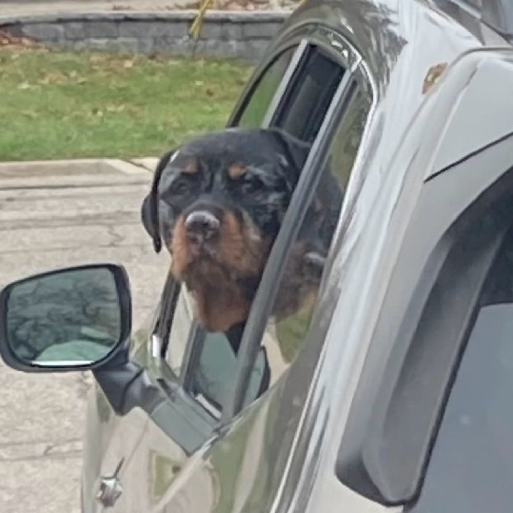 DogsInCars