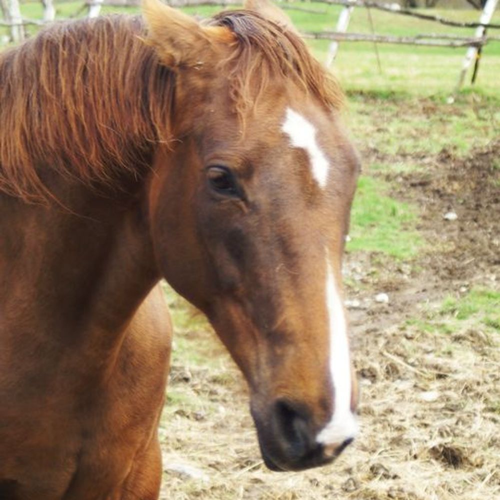 Saddlefitter