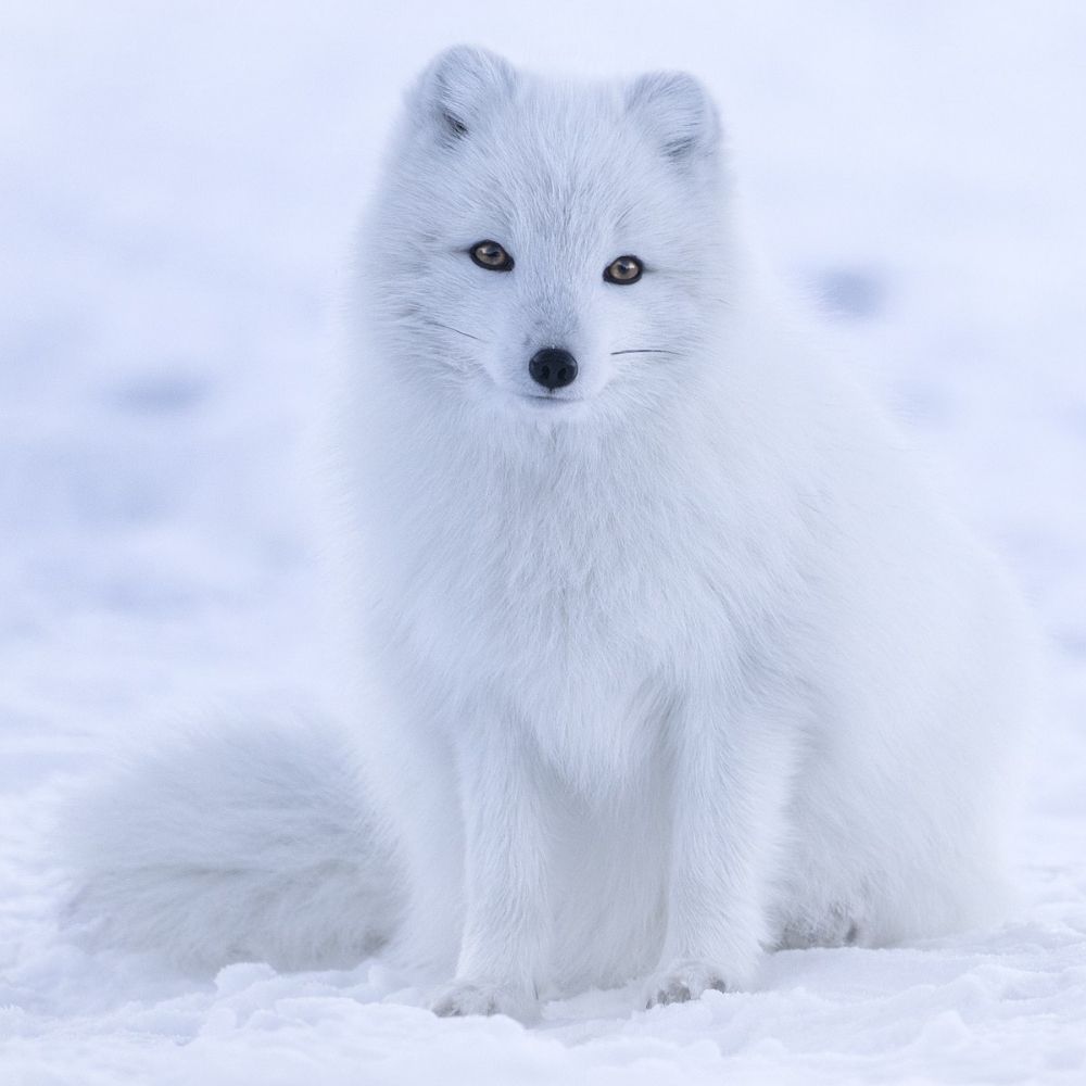 Arctic Firefox
