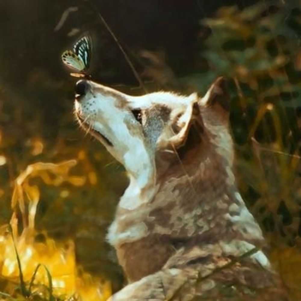 Venimos por aqui, Lobo y mariposa en X.