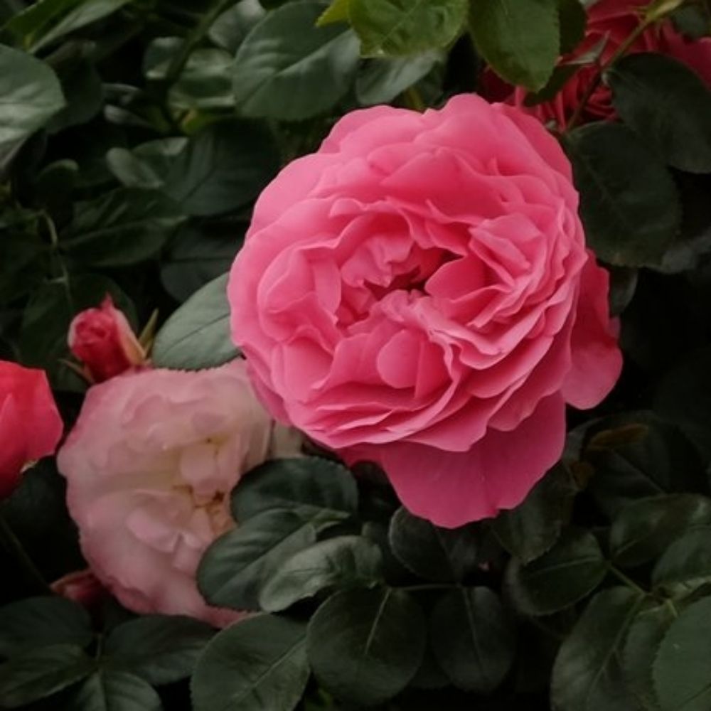 C_Corday