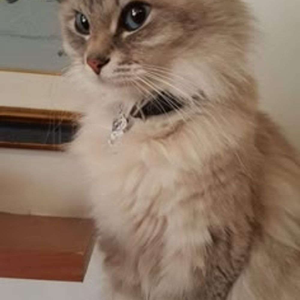 maple
