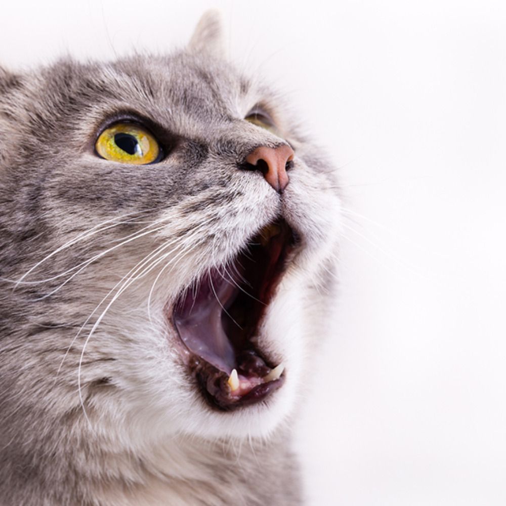 Hourly Cat