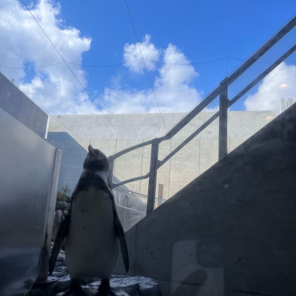 ぺんぎんちやん🦋