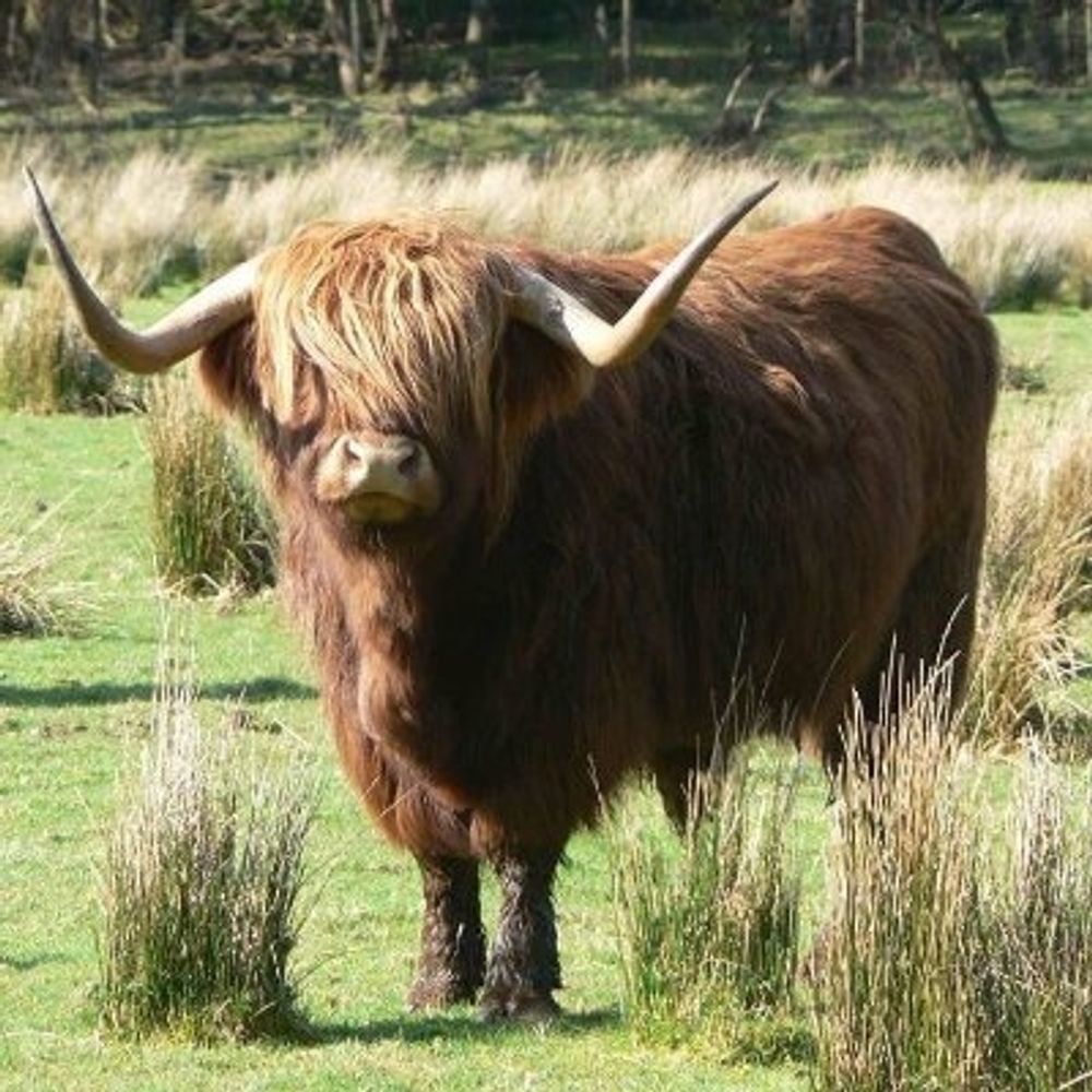 Kleene Algebra Cow