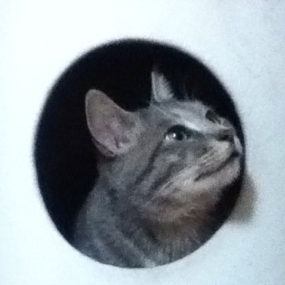 こたつ猫