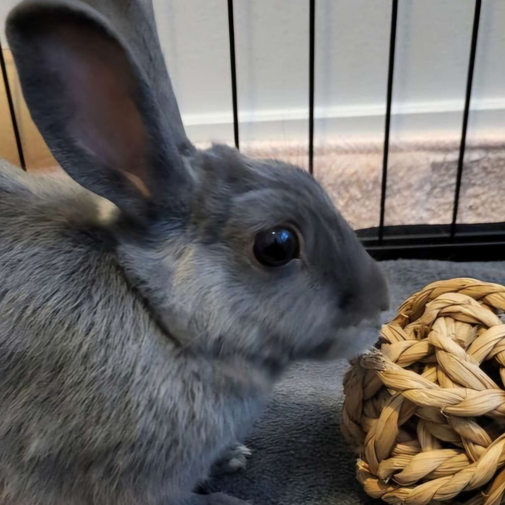 Silvy 🌿🐇
